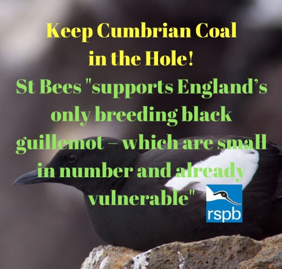 RSPB - St Bees Black guillemot